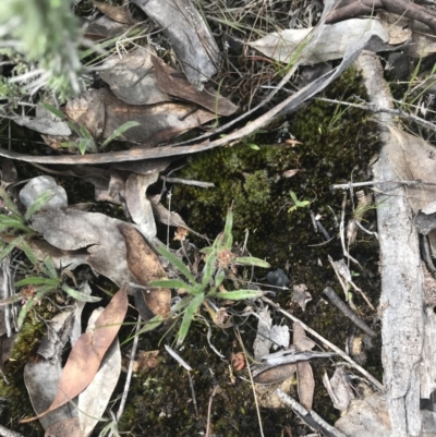 Plantago hispida (Hairy Plantain) at Mount Clear, ACT - 19 Nov 2022 by Tapirlord