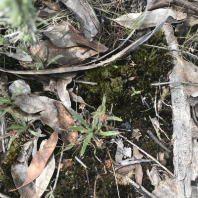 Plantago hispida (Hairy Plantain) at Mount Clear, ACT - 18 Nov 2022 by Tapirlord