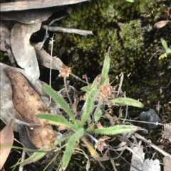 Plantago hispida at Mount Clear, ACT - 19 Nov 2022 10:51 AM