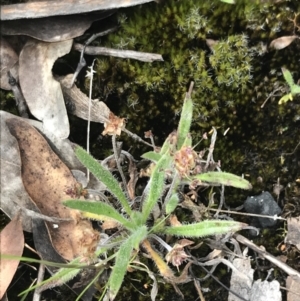 Plantago hispida at Mount Clear, ACT - 19 Nov 2022