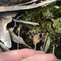 Plantago hispida at Mount Clear, ACT - 19 Nov 2022 10:51 AM