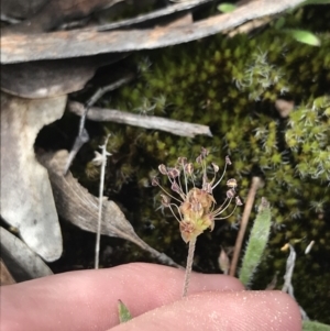 Plantago hispida at Mount Clear, ACT - 19 Nov 2022 10:51 AM