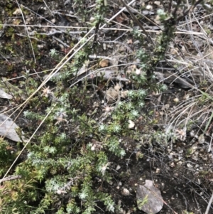 Olearia algida at Yaouk, NSW - 19 Nov 2022 10:50 AM