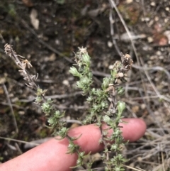 Olearia algida at Yaouk, NSW - 19 Nov 2022 10:50 AM