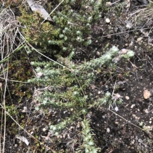 Olearia algida at Yaouk, NSW - 19 Nov 2022 10:50 AM