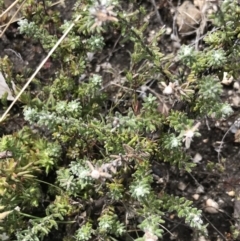 Olearia algida at Yaouk, NSW - 19 Nov 2022 10:50 AM