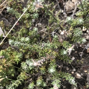 Olearia algida at Yaouk, NSW - 19 Nov 2022 10:50 AM