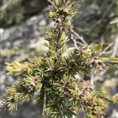 Kunzea muelleri (Yellow Kunzea) at Yaouk, NSW - 18 Nov 2022 by Tapirlord