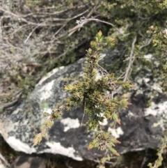 Kunzea muelleri at Yaouk, NSW - 19 Nov 2022 10:48 AM