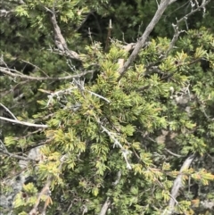 Kunzea muelleri at Yaouk, NSW - 19 Nov 2022 10:48 AM