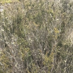 Kunzea muelleri at Yaouk, NSW - 19 Nov 2022 10:48 AM