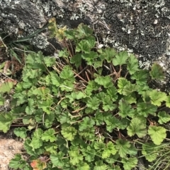 Pelargonium australe (Austral Stork's-bill) at Yaouk, NSW - 19 Nov 2022 by Tapirlord