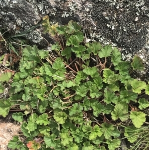 Pelargonium australe at Yaouk, NSW - 19 Nov 2022