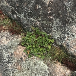 Pelargonium australe at Yaouk, NSW - 19 Nov 2022 10:48 AM