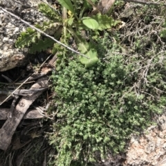 Galium polyanthum at Yaouk, NSW - 19 Nov 2022 10:18 AM