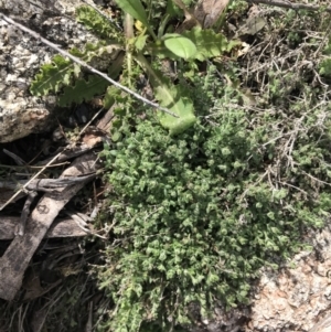 Galium polyanthum at Yaouk, NSW - 19 Nov 2022