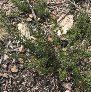 Pomaderris phylicifolia subsp. ericoides at Mount Clear, ACT - 19 Nov 2022