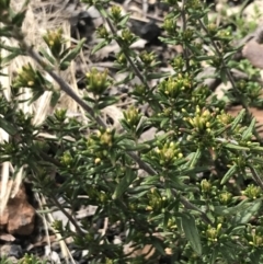 Pomaderris phylicifolia subsp. ericoides at Mount Clear, ACT - 19 Nov 2022