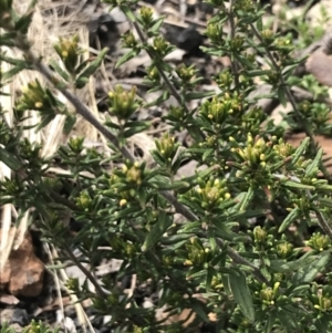 Pomaderris phylicifolia subsp. ericoides at Mount Clear, ACT - 19 Nov 2022