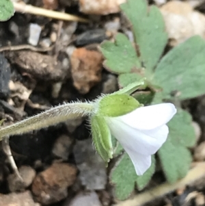 Geranium obtusisepalum at Yaouk, NSW - 19 Nov 2022