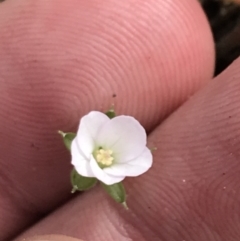 Geranium obtusisepalum at Yaouk, NSW - 19 Nov 2022