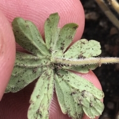 Geranium obtusisepalum at Yaouk, NSW - 19 Nov 2022