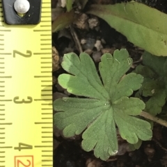 Geranium obtusisepalum at Yaouk, NSW - 19 Nov 2022