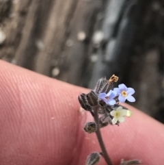 Myosotis discolor (Forget-me-not) at Yaouk, NSW - 19 Nov 2022 by Tapirlord