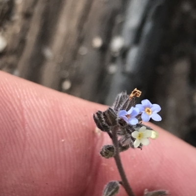 Myosotis discolor (Forget-me-not) at Yaouk, NSW - 18 Nov 2022 by Tapirlord
