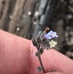 Myosotis discolor at Yaouk, NSW - 19 Nov 2022