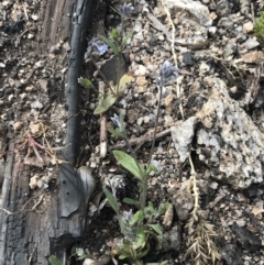 Myosotis discolor at Yaouk, NSW - 19 Nov 2022