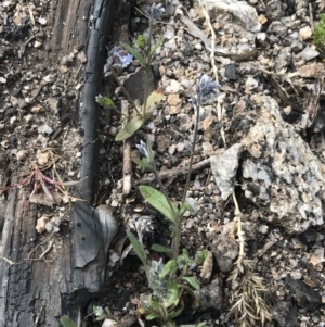 Myosotis discolor at Yaouk, NSW - 19 Nov 2022 10:09 AM