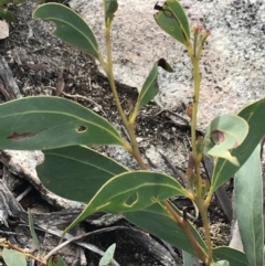 Acacia obliquinervia (Mountain Hickory) at Yaouk, NSW - 18 Nov 2022 by Tapirlord