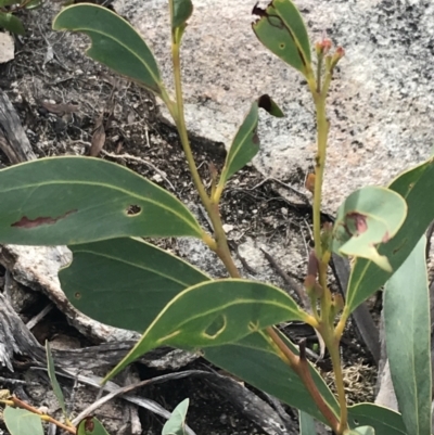 Acacia obliquinervia (Mountain Hickory) at Yaouk, NSW - 18 Nov 2022 by Tapirlord