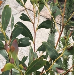 Acacia obliquinervia at Yaouk, NSW - 19 Nov 2022