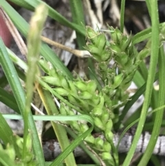 Carex breviculmis (Short-Stem Sedge) at Yaouk, NSW - 19 Nov 2022 by Tapirlord