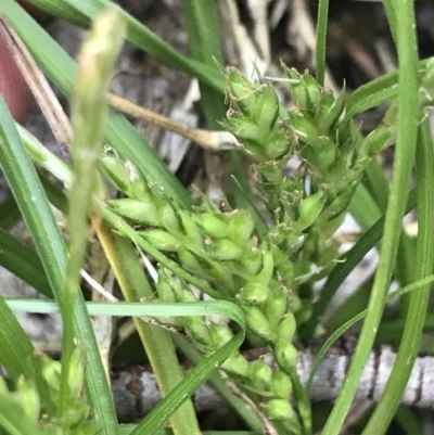 Carex breviculmis (Short-Stem Sedge) at Scabby Range Nature Reserve - 18 Nov 2022 by Tapirlord