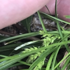 Carex breviculmis at Yaouk, NSW - 19 Nov 2022 09:51 AM