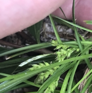 Carex breviculmis at Yaouk, NSW - 19 Nov 2022 09:51 AM