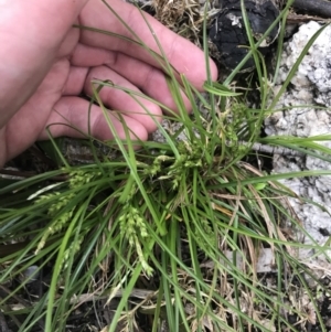 Carex breviculmis at Yaouk, NSW - 19 Nov 2022 09:51 AM