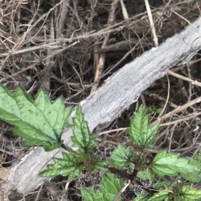 Urtica incisa (Stinging Nettle) at Scabby Range Nature Reserve - 18 Nov 2022 by Tapirlord