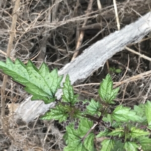 Urtica incisa at Yaouk, NSW - 19 Nov 2022