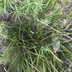 Lomandra longifolia (Spiny-headed Mat-rush, Honey Reed) at Yaouk, NSW - 18 Nov 2022 by Tapirlord