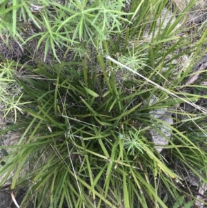 Lomandra longifolia at Yaouk, NSW - 19 Nov 2022