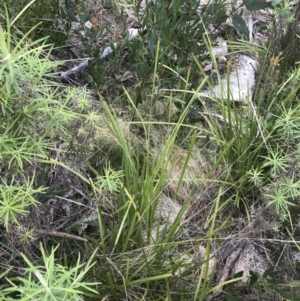 Lomandra longifolia at Yaouk, NSW - 19 Nov 2022