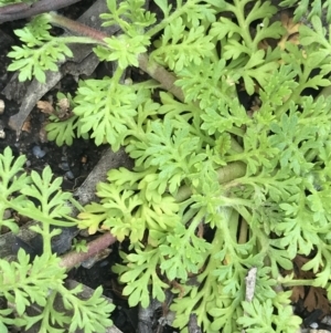 Leptinella filicula at Yaouk, NSW - 19 Nov 2022