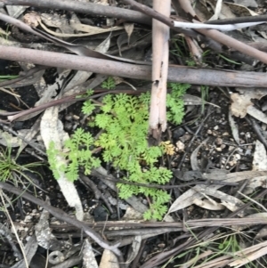 Leptinella filicula at Yaouk, NSW - 19 Nov 2022