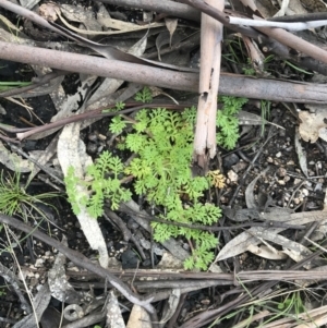 Leptinella filicula at Yaouk, NSW - 19 Nov 2022