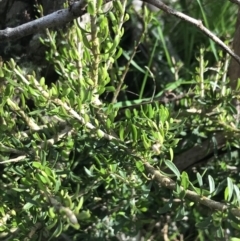 Melicytus angustifolius subsp. divaricatus (Divaricate Tree Violet) at Yaouk, NSW - 19 Nov 2022 by Tapirlord