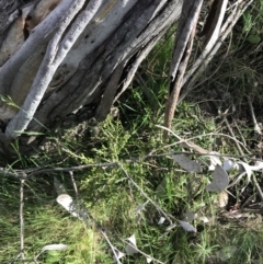 Melicytus angustifolius subsp. divaricatus at Yaouk, NSW - 19 Nov 2022